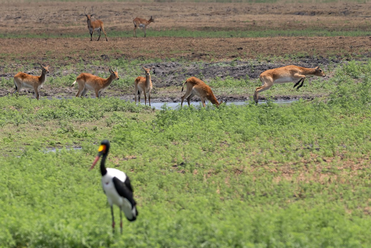 Saddle-billed Stork - ML614490538