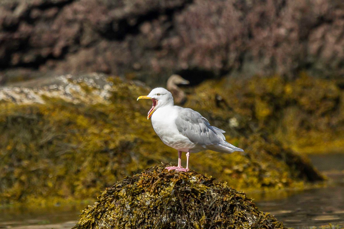 Glaucous Gull - ML614490539