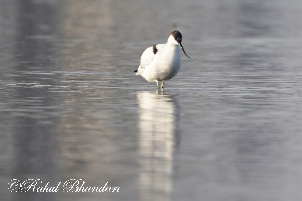 Pied Avocet - ML614490552