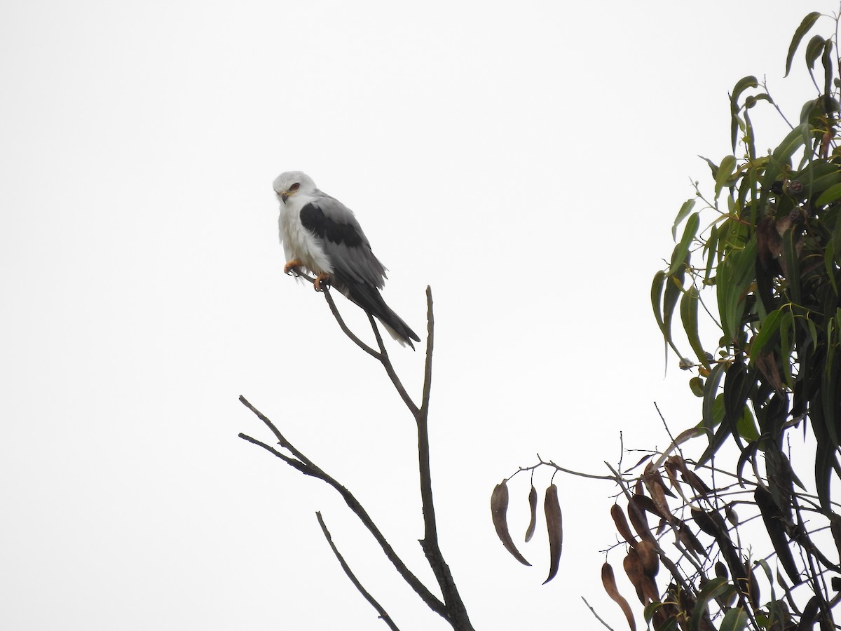 White-tailed Kite - ML614490581