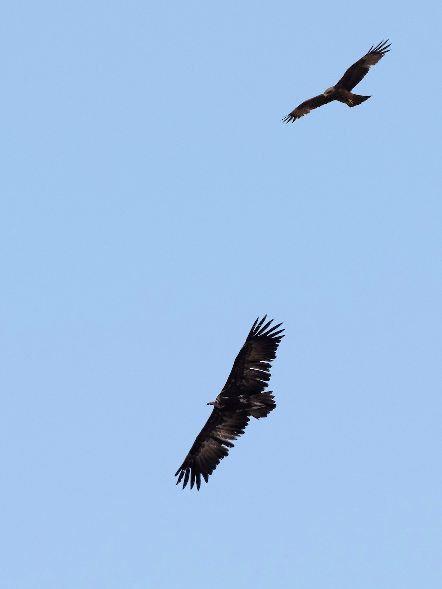 Hooded Vulture - ML614490601