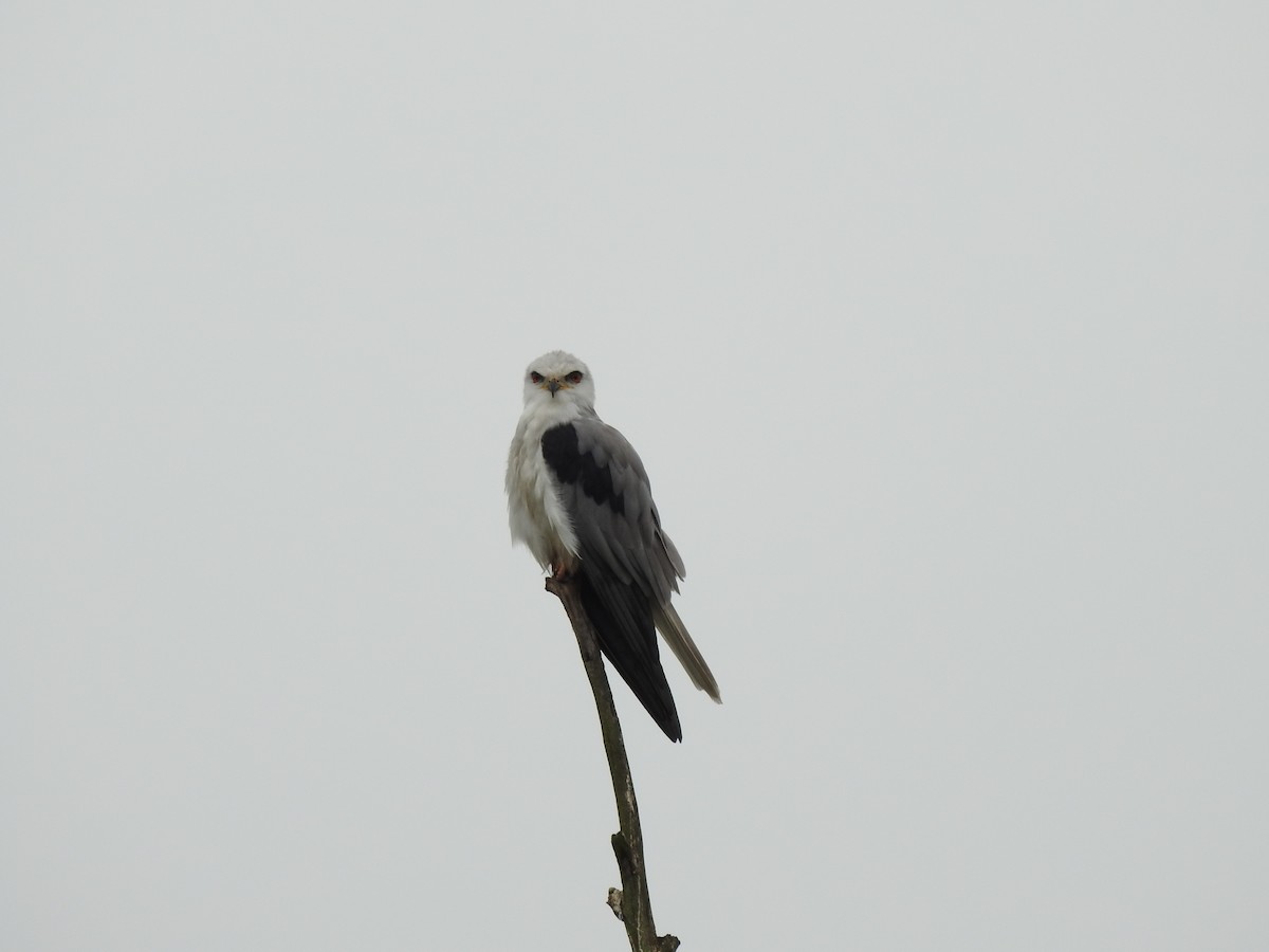 White-tailed Kite - ML614490631