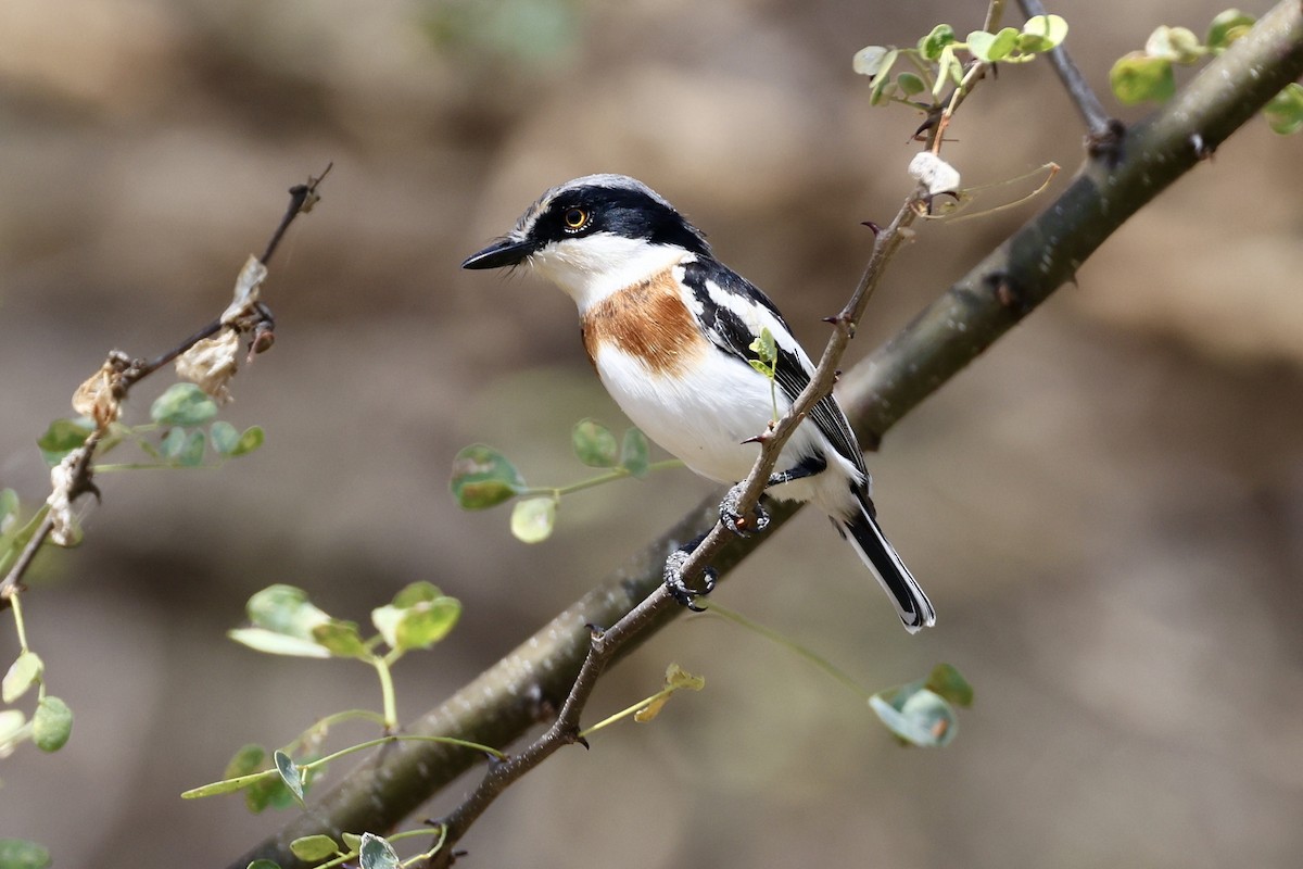 Pygmy Batis - Jonathan Slifkin