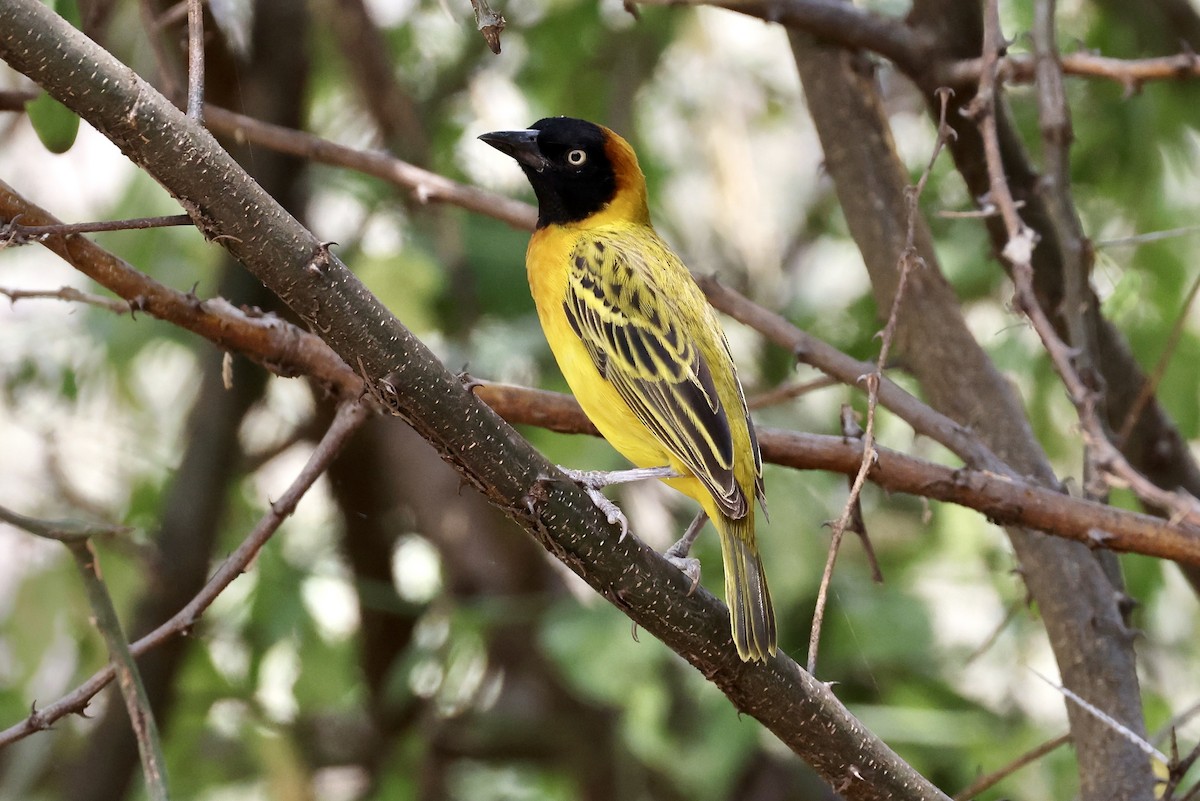 Lesser Masked-Weaver - ML614490643