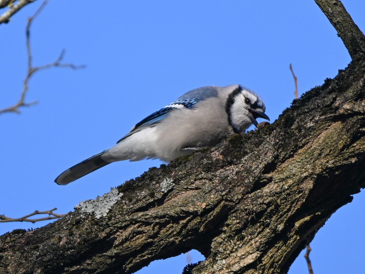 Blue Jay - Richard Leonard