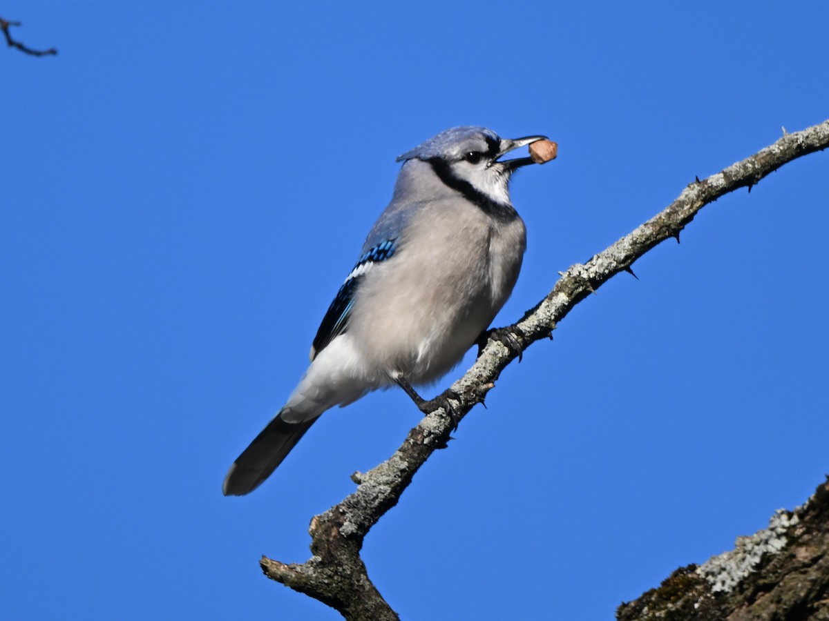 Blue Jay - ML614490667