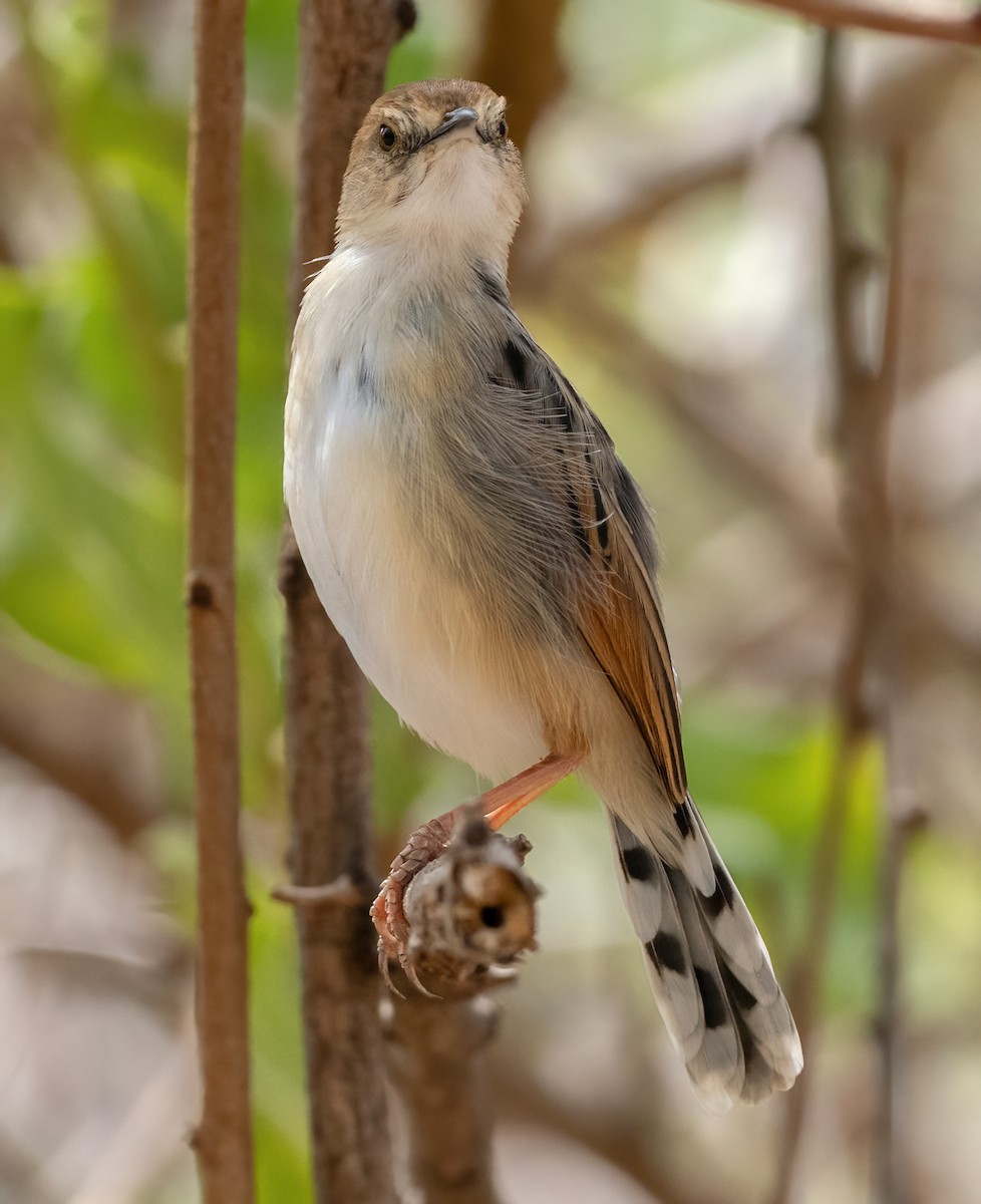 Luapula Cisticola - Per Alström