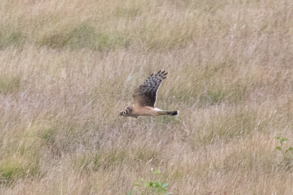 Hen x Pallid Harrier (hybrid) - ML614490686