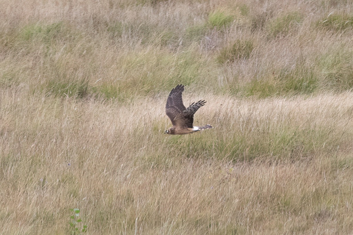 Hen x Pallid Harrier (hybrid) - ML614490688