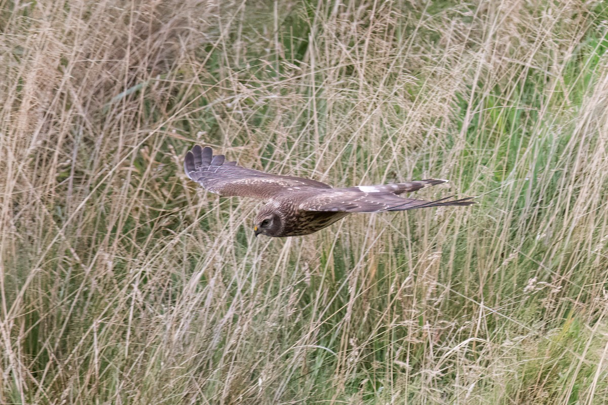 Hen Harrier - ML614490689