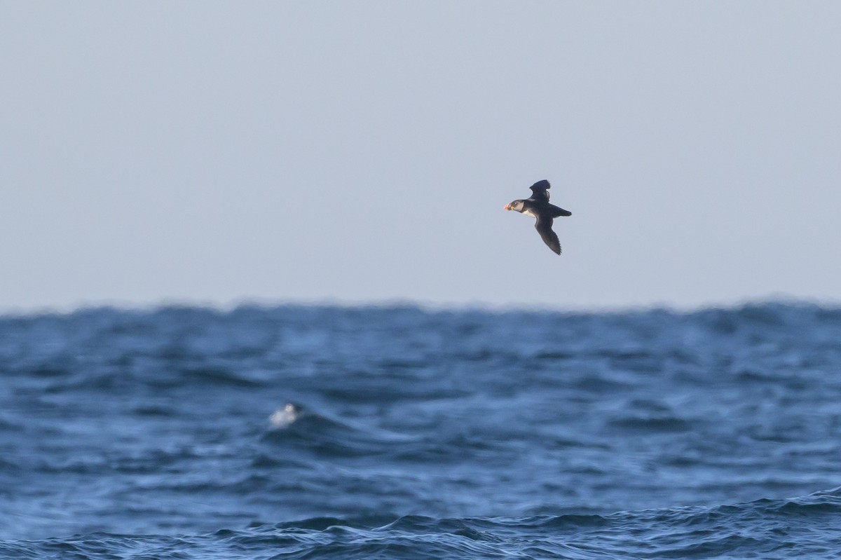 Atlantic Puffin - ML614490693