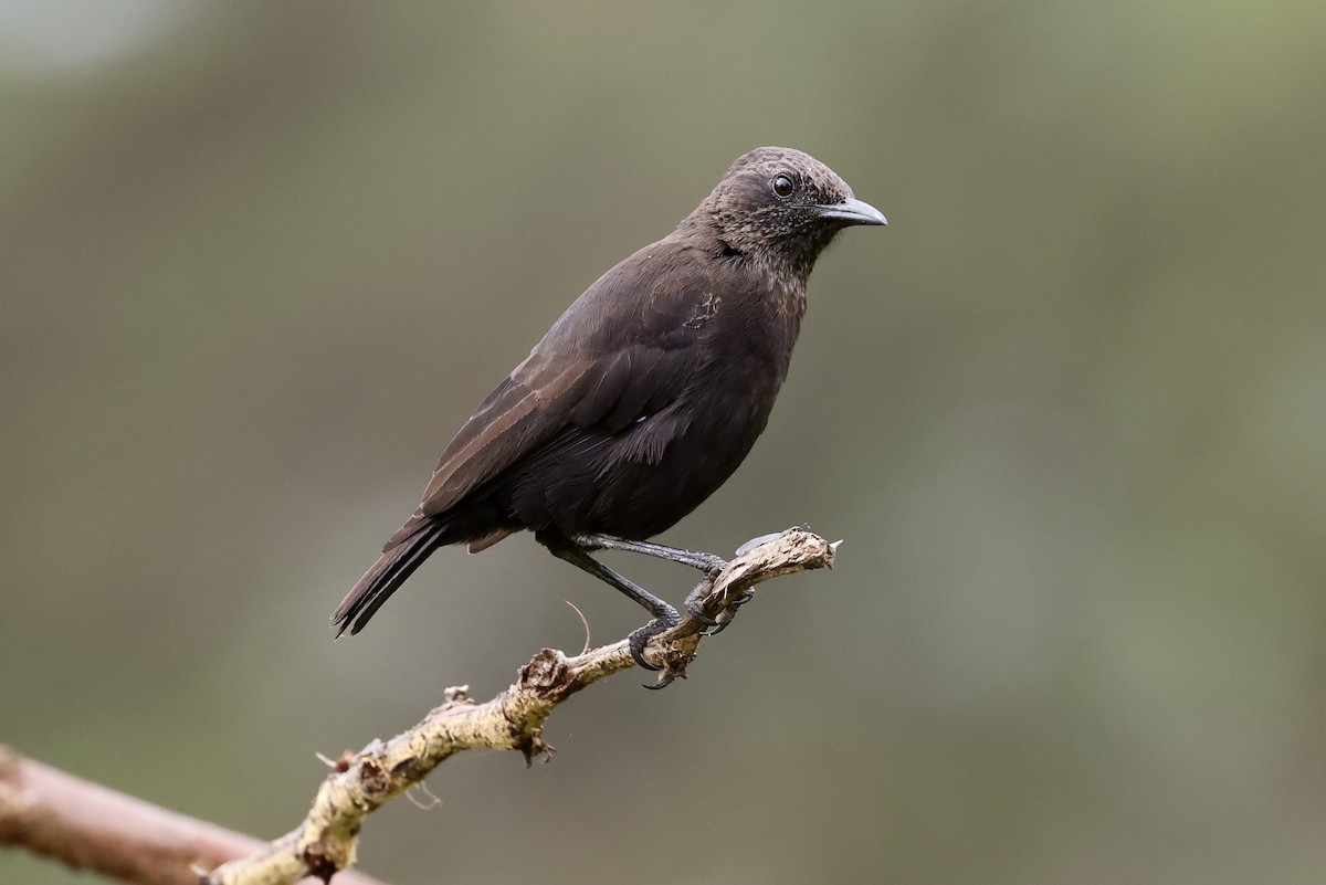 Northern Anteater-Chat - ML614490706