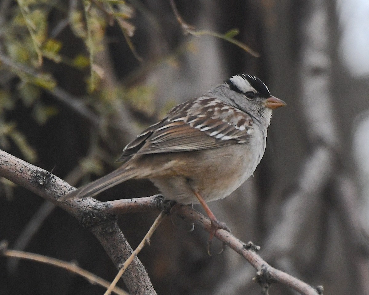 White-crowned Sparrow - ML614490735