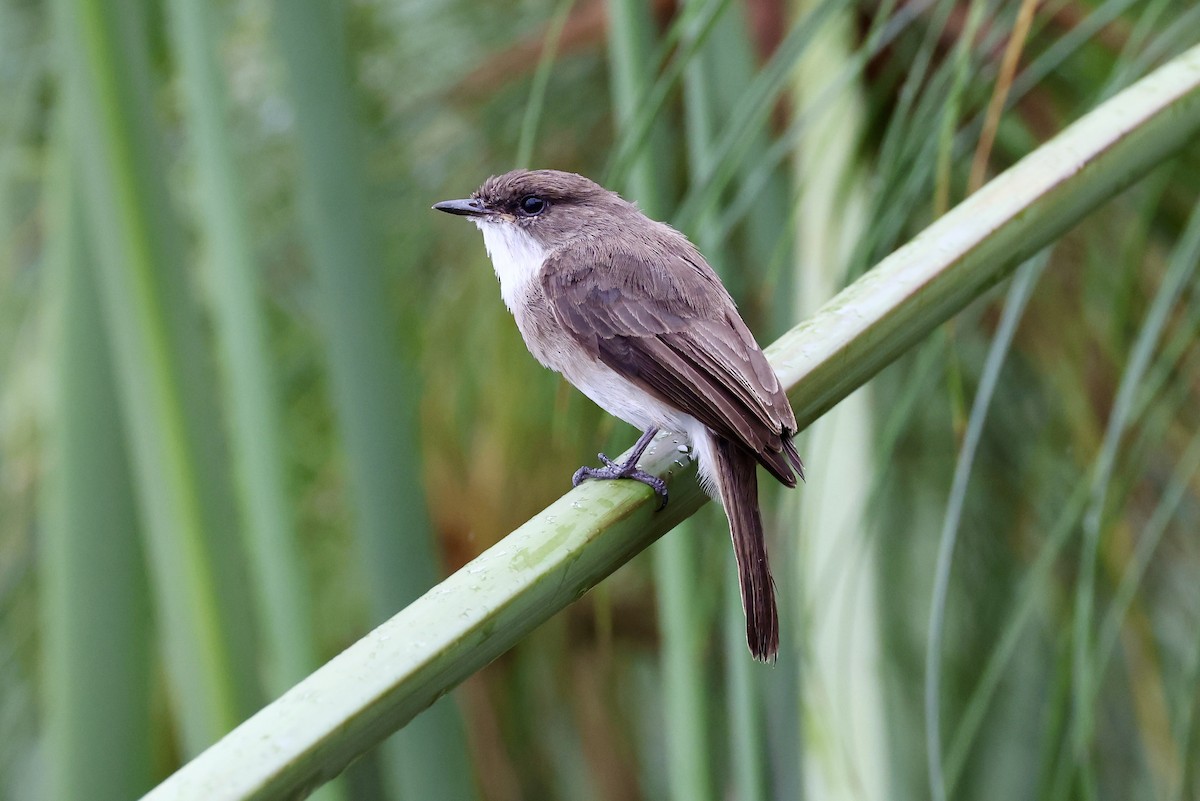 Papamoscas Palustre - ML614490753