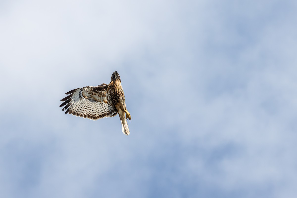 Red-tailed Hawk - ML614490756