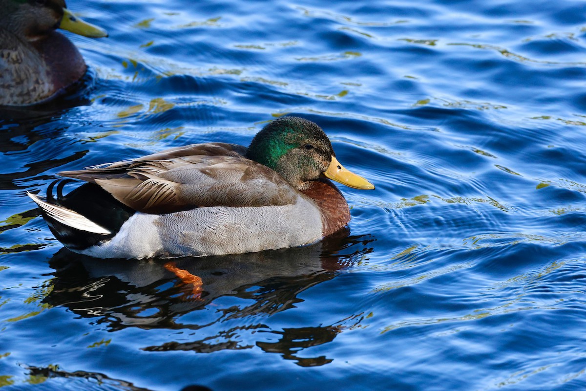 Mallard - ML614490776