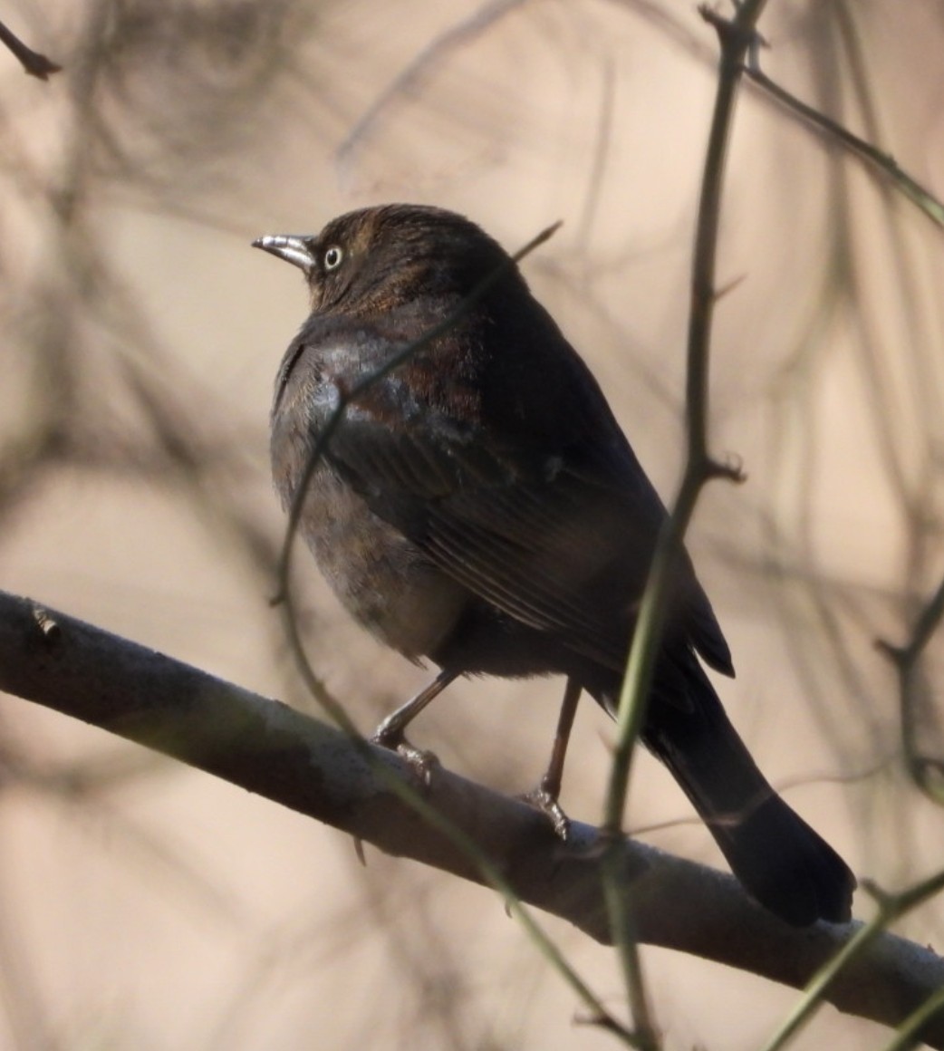 Rusty Blackbird - ML614490852