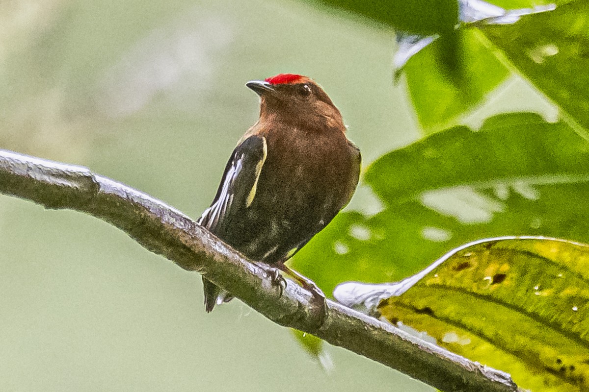 Club-winged Manakin - ML614490908