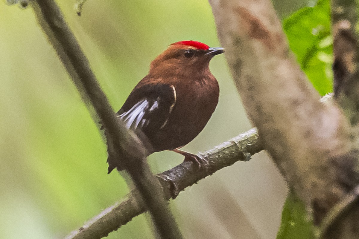 Club-winged Manakin - ML614490910