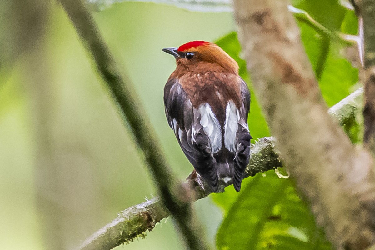 Club-winged Manakin - ML614490911