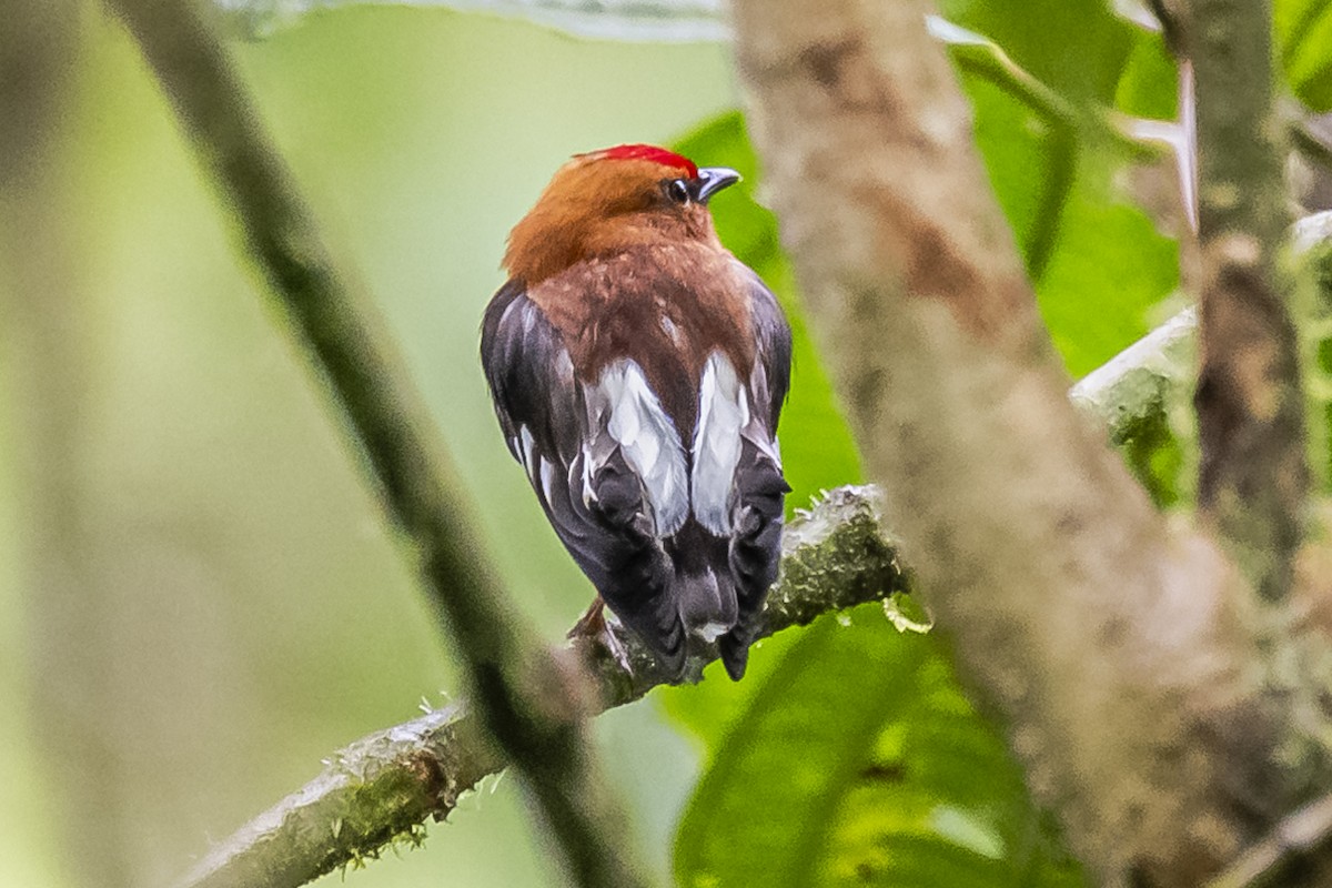 Club-winged Manakin - ML614490912