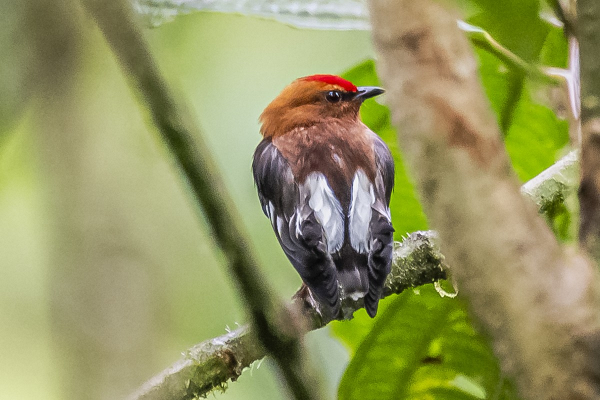 Club-winged Manakin - ML614490915