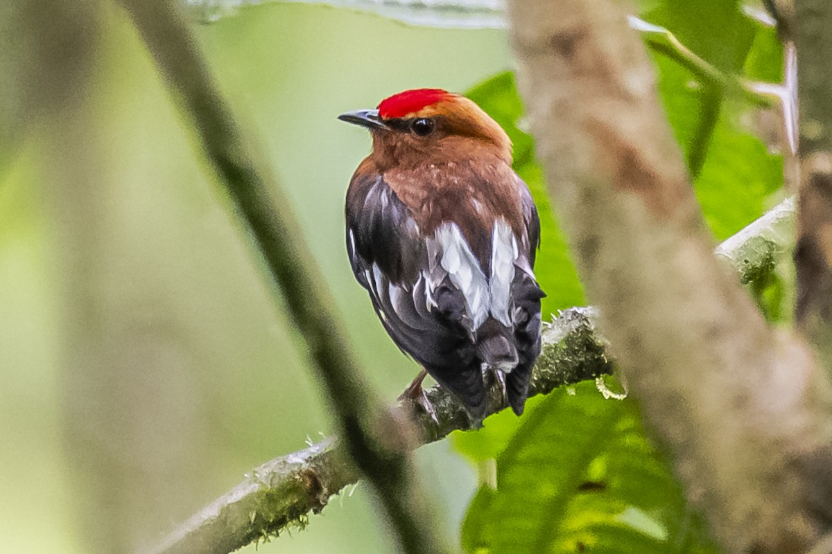 Club-winged Manakin - ML614490923