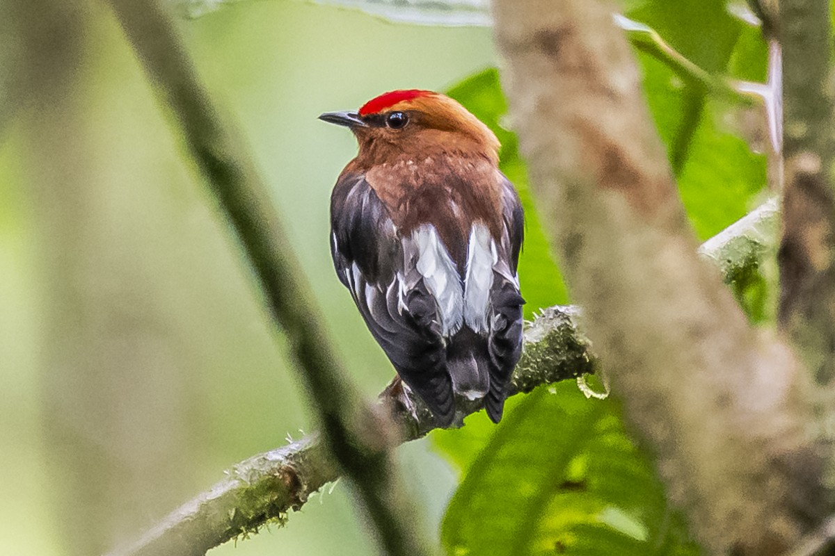 Club-winged Manakin - ML614490924