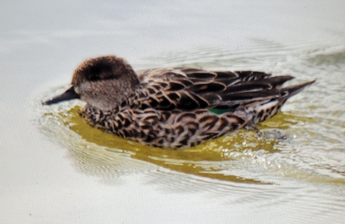 Green-winged Teal (Eurasian) - Ernie Silhanek