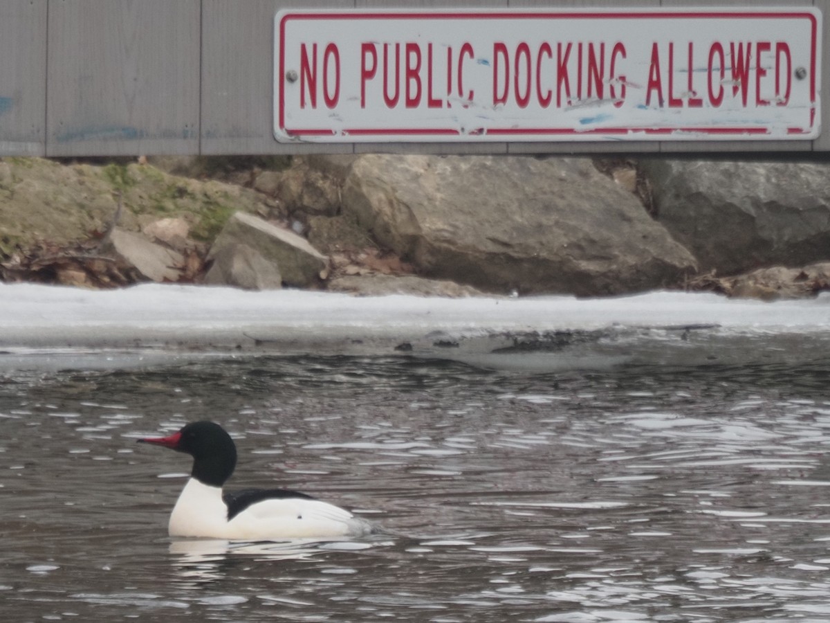 Common Merganser - Kenner Dull