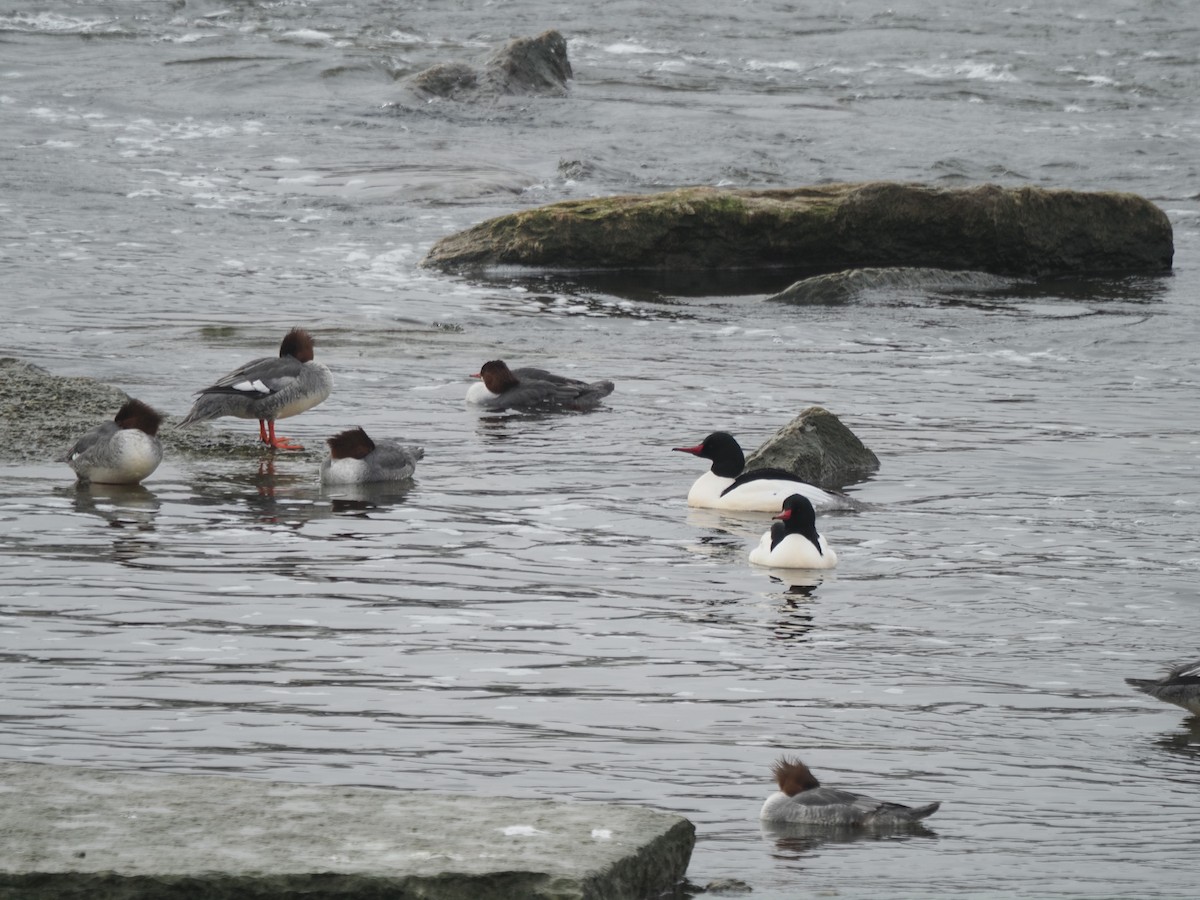 Common Merganser - ML614490962