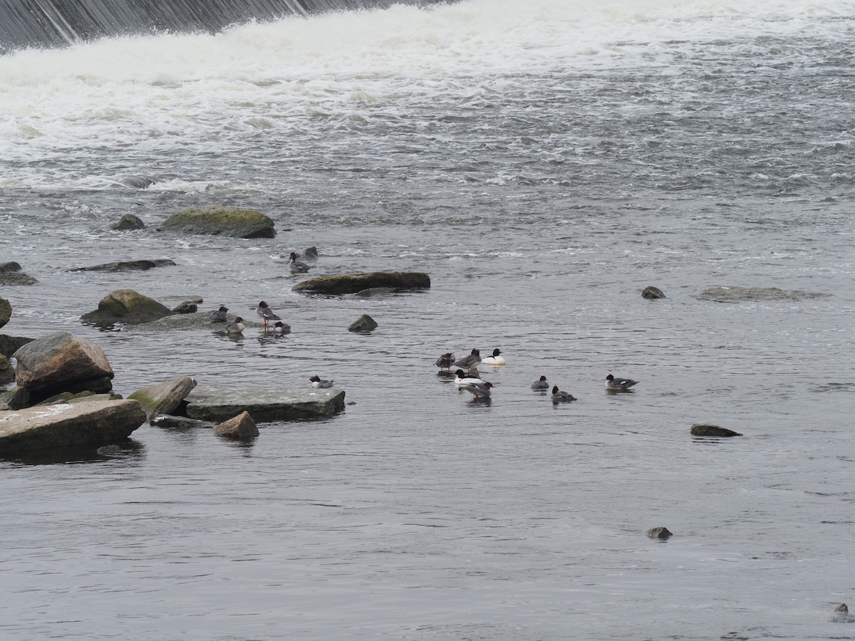 Common Merganser - Kenner Dull