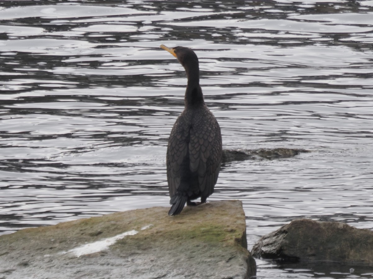 Cormoran à aigrettes - ML614490972