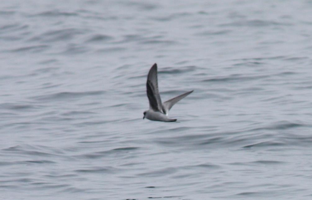 Fork-tailed Storm-Petrel - ML614490983