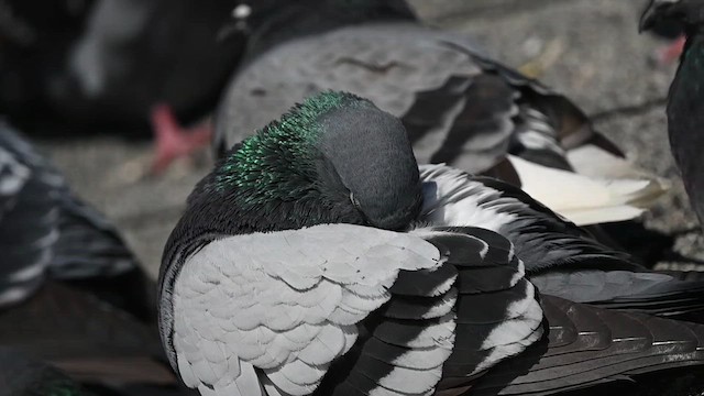 Rock Pigeon (Feral Pigeon) - ML614490991