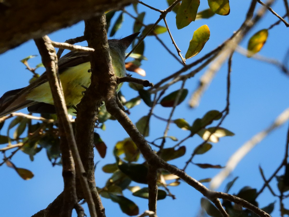 Brown-crested Flycatcher - ML614490993