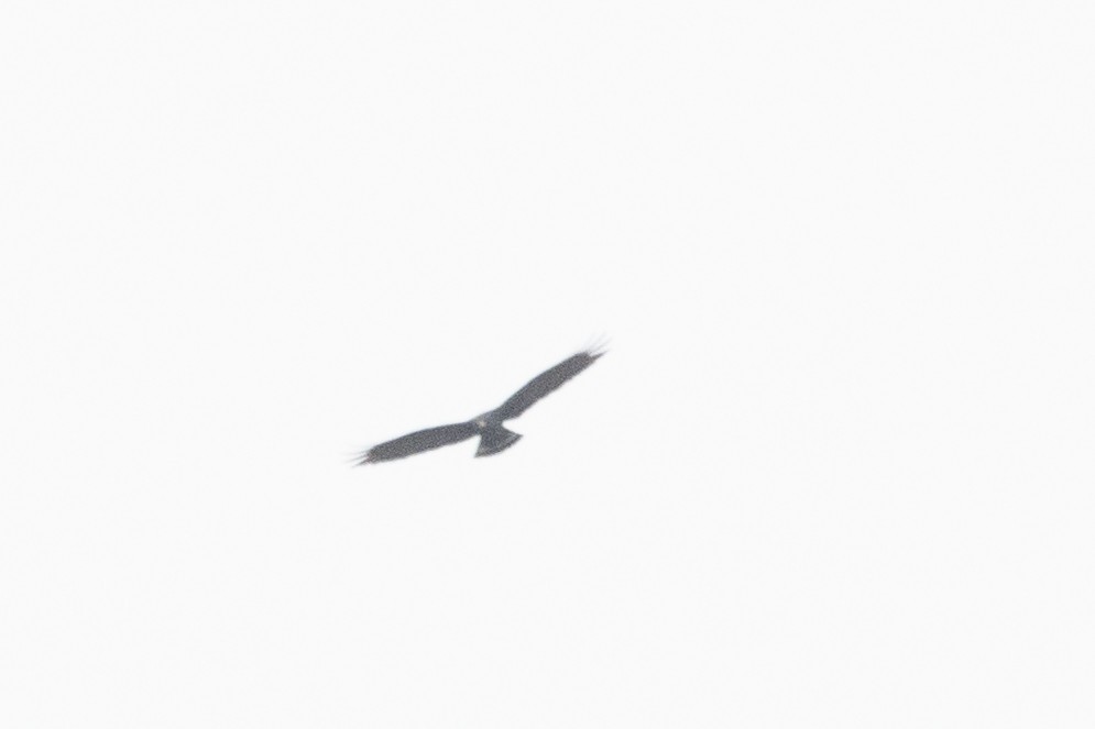 Zone-tailed Hawk - ML614490994