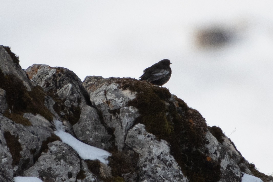 Ring Ouzel (Caucasian) - ML614491028