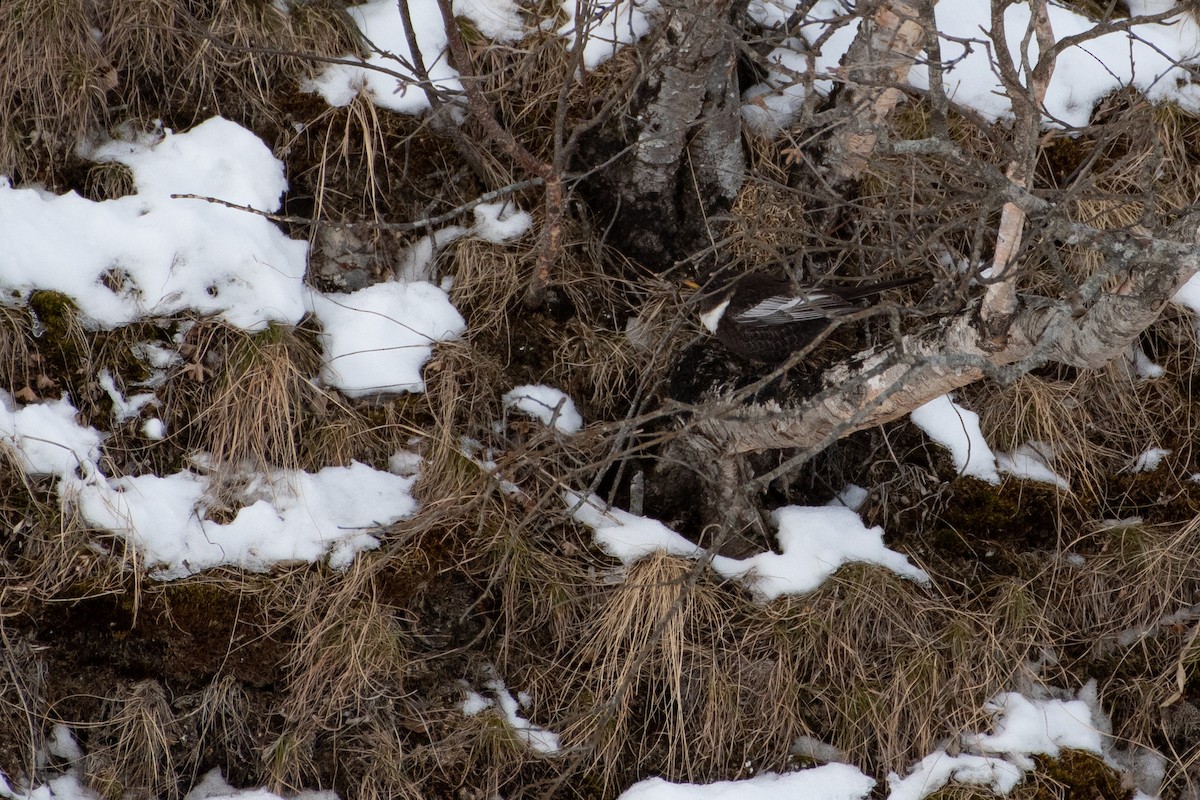 Ring Ouzel (Caucasian) - ML614491029