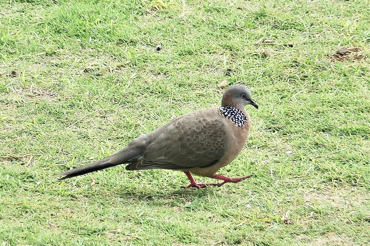 Spotted Dove - ML614491045