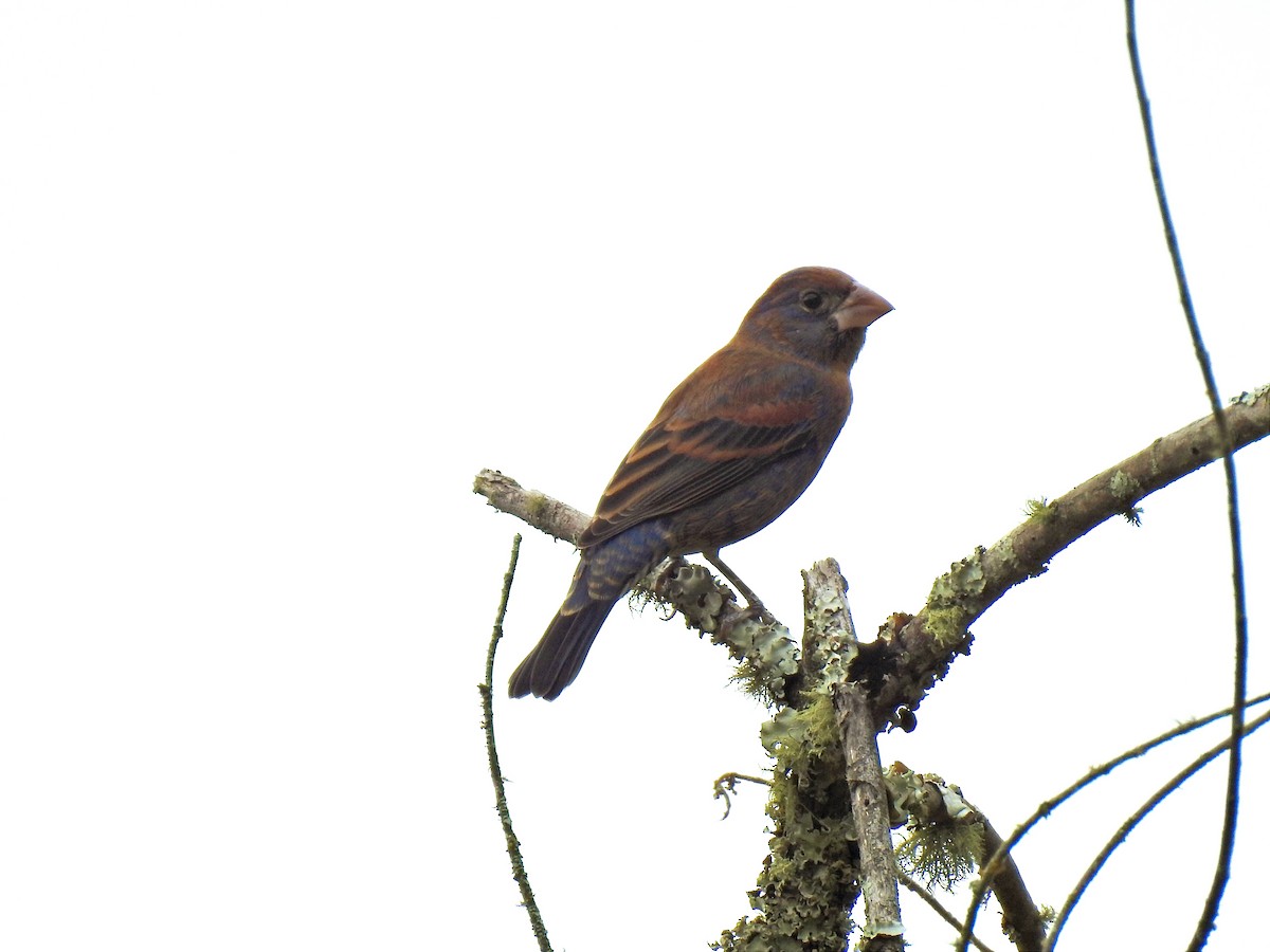 Blue Grosbeak - ML614491067