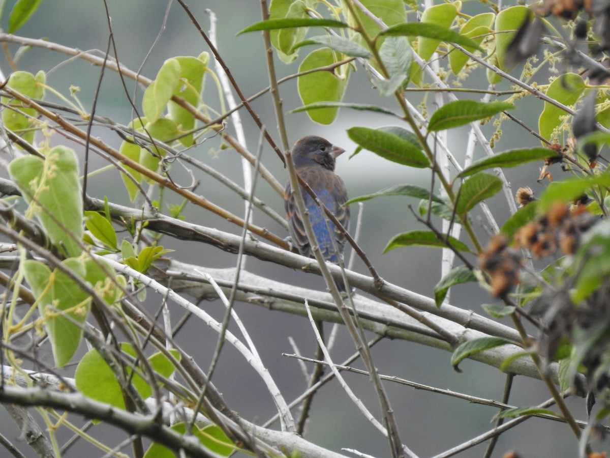 Blue Grosbeak - ML614491068