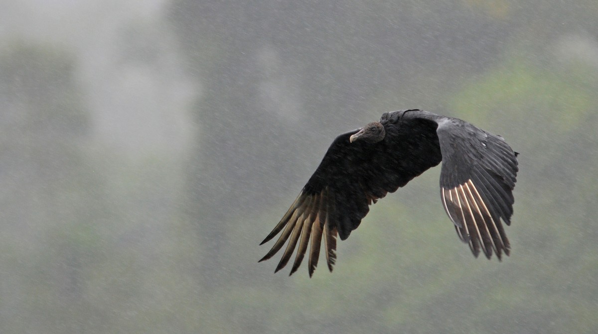 Black Vulture - ML614491071