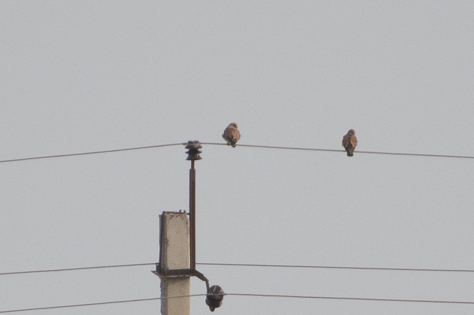 Eurasian Kestrel - ML614491076