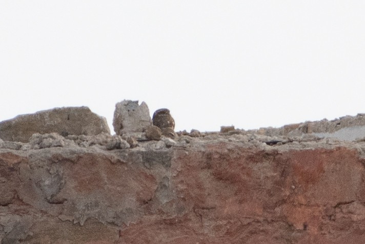 Little Owl - ML614491084