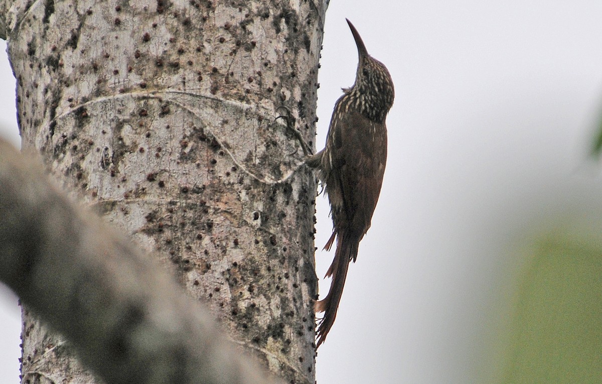 Streak-headed Woodcreeper - ML614491087