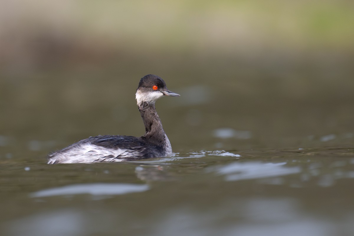 Eared Grebe - ML614491089