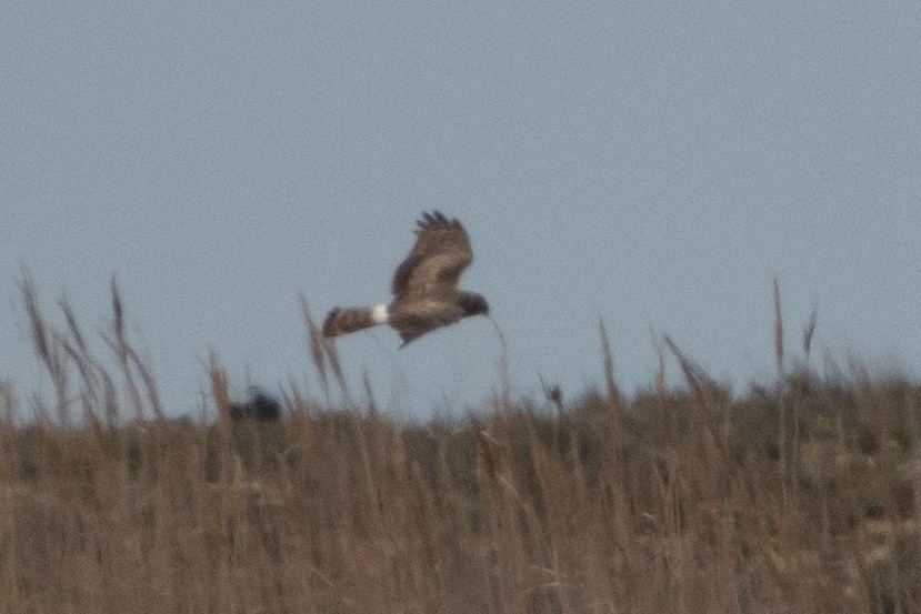 Hen Harrier - ML614491105