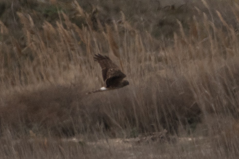 Hen Harrier - ML614491107