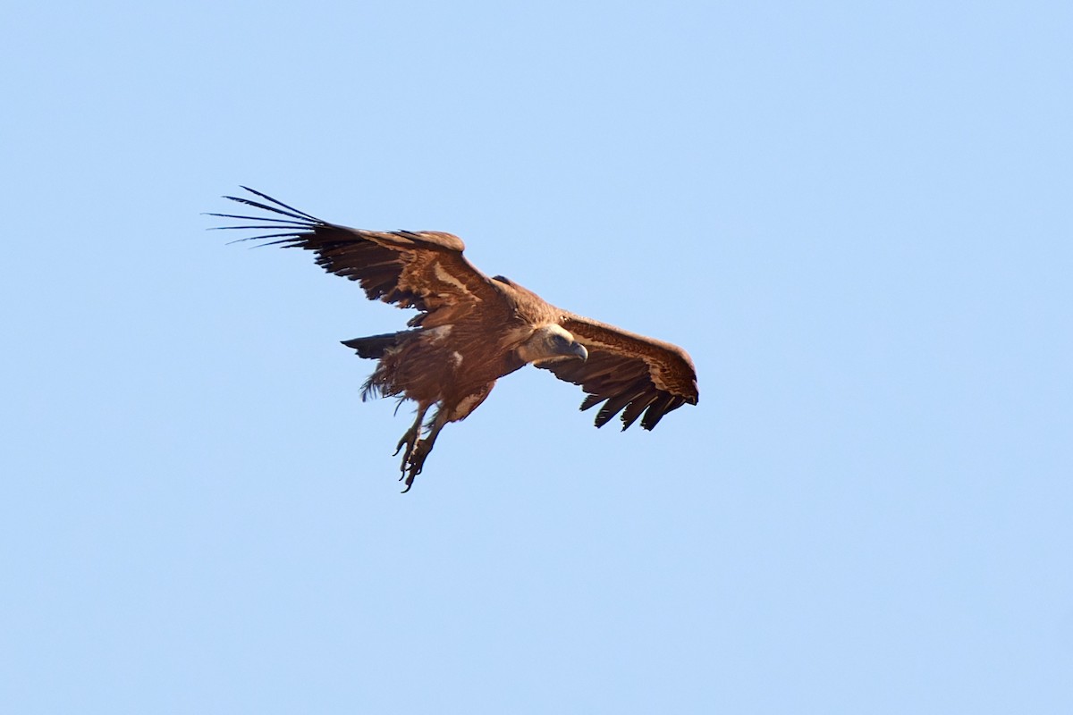 gåsegribb - ML614491121